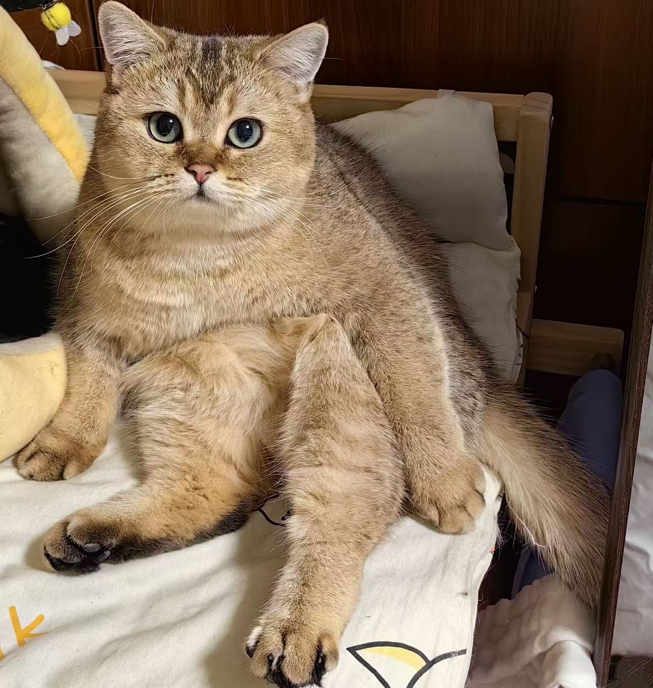 sam